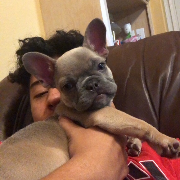 Meet your Posher, Emilio - Picture 1 of 1